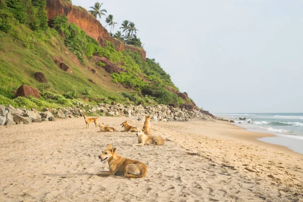 Psy na klifie Varkala wzdłuż wybrzeża z kamieniami wulkanicznymi, Indie — Zdjęcie stockowe
