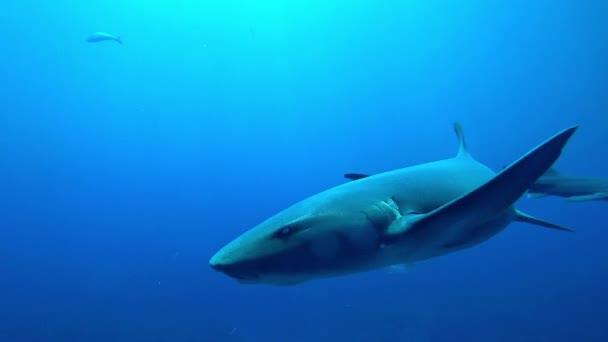 Tiburón Nodriza Acercándose Golpeando Cámara Con Aleta Arrecife Coral Esmeralda — Vídeos de Stock