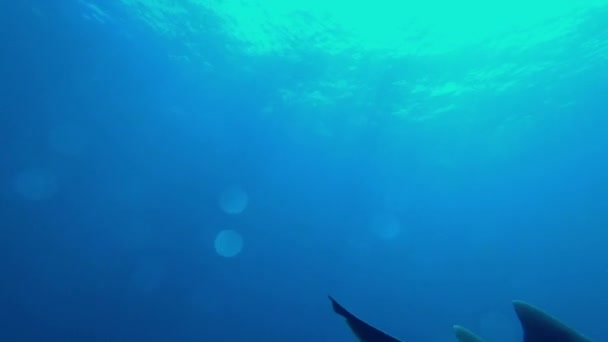 Tiburón Nodriza Acercándose Arrecife Coral Esmeralda San Pedro Belice — Vídeos de Stock
