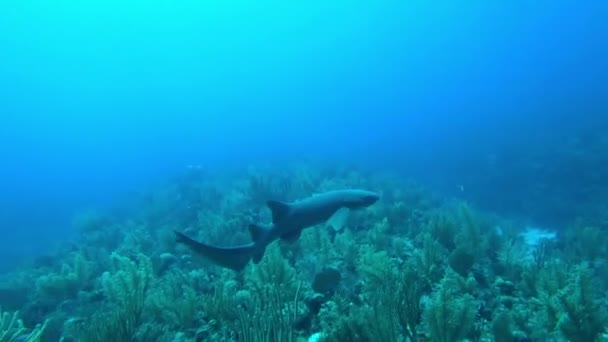 Infirmière Requin Approchant Récif Corallien Esmeralda San Pedro Belize — Video