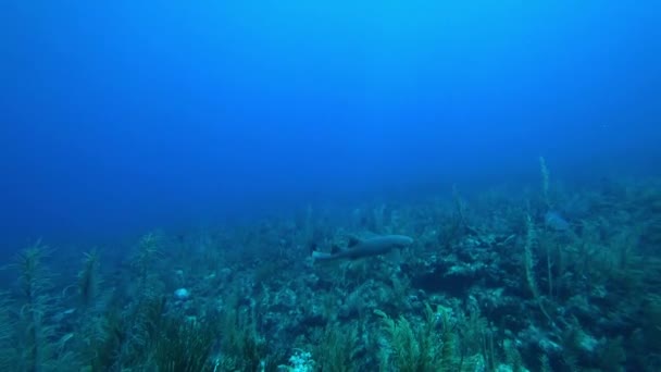 Две Акулы Медсестры Приближаются Коралловому Рифу Эсмеральде Сан Педро Белиз — стоковое видео