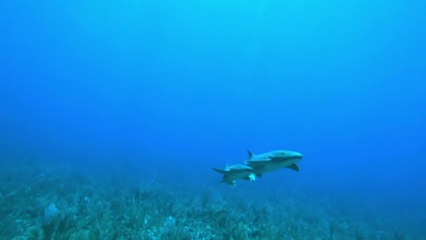 サンペドロ ベリーズ 9月2018 エスメラルダのサンゴ礁に近づくダイバーに近づいている2匹の看護師サメ — ストック動画