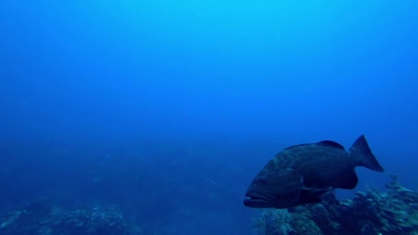 伯利兹圣佩德罗 2018年9月7日 大型石斑鱼在卡里贝岛珊瑚礁游动并跟随潜水者 — 图库视频影像