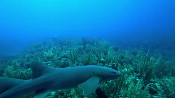 Pielęgniarka Rekin Zbliża Się Zielonej Rafie Koralowej Esmeralda San Pedro — Wideo stockowe