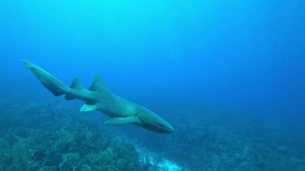 Ošetřovatelský Žralok Krouží Blíží Korálovému Útesu Esmeraldě San Pedro Belize — Stock video