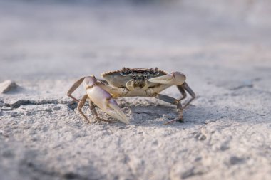 Yengeç gölü güneş ışığında bir pençesini taşın üstünde tutuyor.