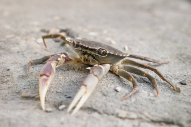Yengeç tutuyor pençelerini taş zeminde güneş ışığında