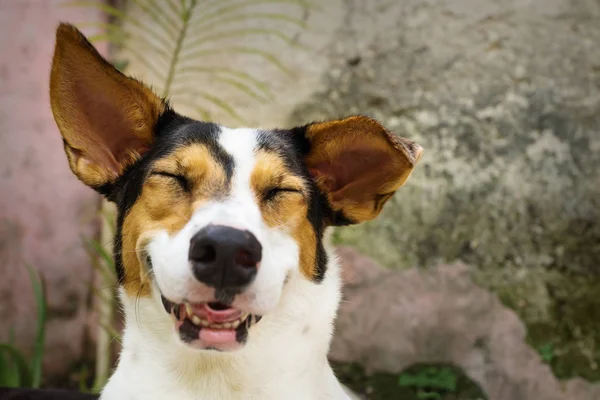 Grinning laughing dog with closed eyes lying in natural garden