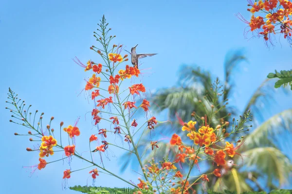 Colibrí volando alrededor de flores florecientes en el cielo azul, Guatemala — Foto de Stock