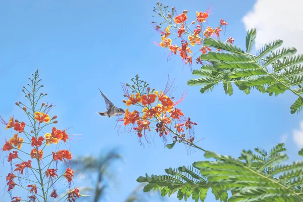 Colibrí volando y bebiendo de flores florecientes en el cielo azul, Guatemala — Foto de Stock
