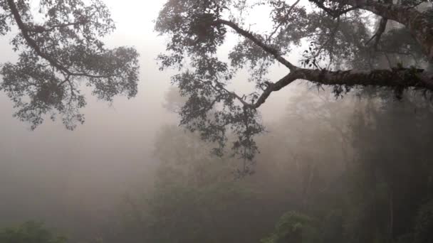 Jungle Les Hluboké Ranní Mlze Zvuky Zpěvu Gibbonů Ptáků Laos — Stock video