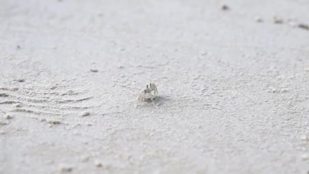 Pequeno Caranguejo Fantasma Branco Andando Areia Comendo Uma Mosca Tailândia — Vídeo de Stock