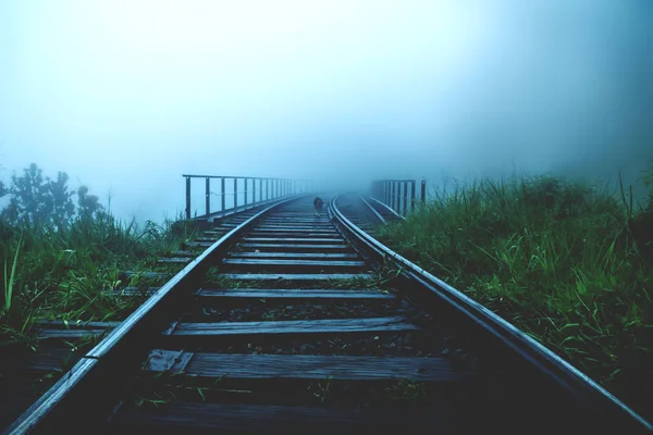 Cão molhado triste andando na ponte ferroviária através da floresta nebulosa da selva, Ella Sri Lanka — Fotografia de Stock