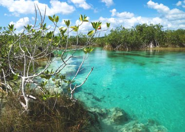 Seven colored lagoon surrounded by tropical plants in Bacalar, Quintana Roo, Mexico