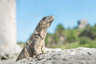 Iguana gururla Tulum harabelerinde poz veriyor. Güneşle aydınlatılıyor, Meksika