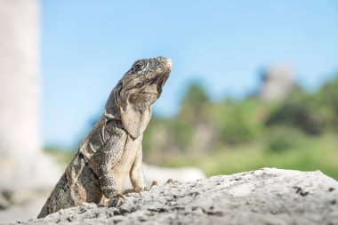 Iguana, Tulum harabelerinde bir kayanın üzerinde poz veriyor. Meksika, güneş ışığı altında.