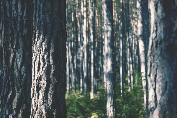 Blue Sunlit spruce trees in a line in a forest with green moss, Tyrol, Austria