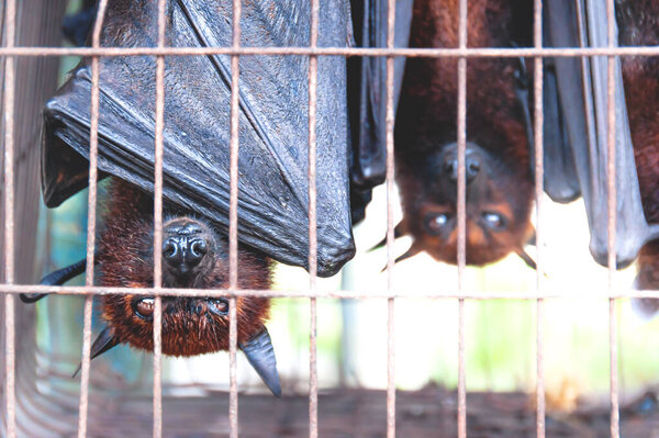 Flying foxes bats upside down in a cage at a market for food and eating, Sumatra, Indonesia