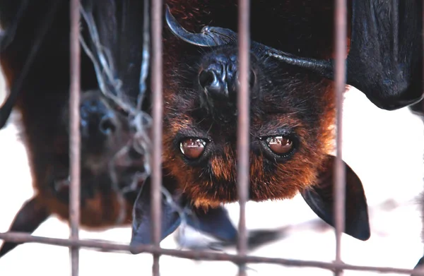 Primo Piano Volpi Volanti Pipistrelli Testa Giù Una Gabbia Mercato — Foto Stock