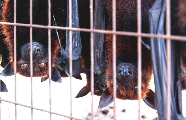 Caged Flying foxes bats upside down at a market for food and eating, Sumatra, Indonesia