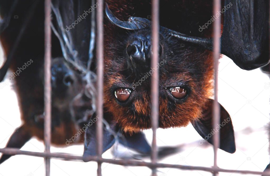 Close up of Flying foxes bats upside down in a cage at a market for food and eating, Sumatra, Indonesia