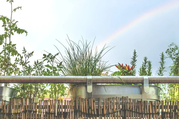 有香草 小西红柿和带彩虹辣椒植物的巴尔科尼家庭花园 — 图库照片