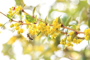 Bulanık bir çalılığın sarı çiçeklerinde kırık kanatlı bir arı ayrıntısı