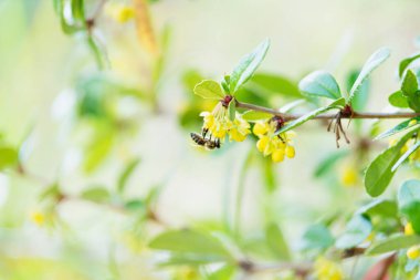 Bulanık bir çalılığın sarı çiçekleri üzerinde baş aşağı duran bir arının ayrıntıları