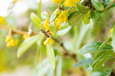 Bulanık çalıların sarı çiçeklerinden su içen arıların ayrıntıları.