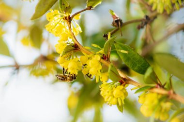 Baharda bulanık bir çalılığın sarı çiçeklerindeki arıların ayrıntıları.