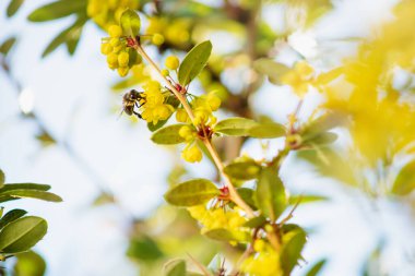 Bulanık çalıların sarı çiçekleri üzerindeki bir arının ayrıntıları.