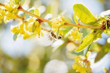 # Arının ayrıntıları # # Arının sarı çiçekleri # # Bulanık güneş ışığıyla aydınlanmış bir dalın #