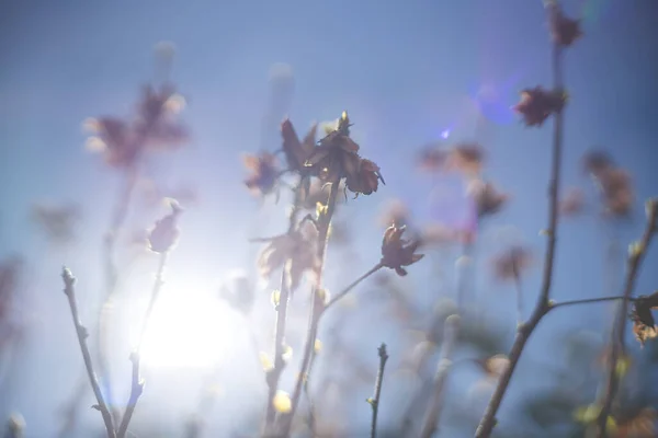 Las Ramas Borrosas Arbusto Cielo Azul Con Luz Del Sol — Foto de Stock