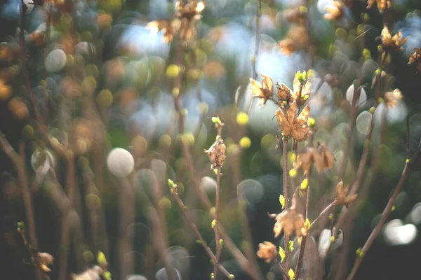 Ramas Borrosas Arbusto Con Retroiluminación Bokeh Durante Primavera — Foto de Stock