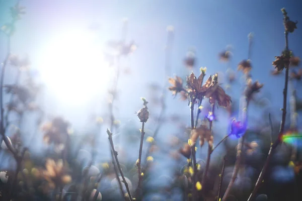 Ramas Borrosas Arbusto Con Retroiluminación Bokeh Destello Lente Durante Primavera — Foto de Stock