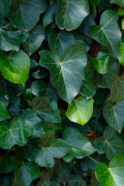 Green Leaves botanical background