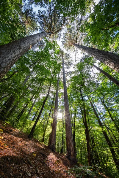 Variety crowns of the trees in the spring forest against the blue sky with the sun. Bottom view of the trees.