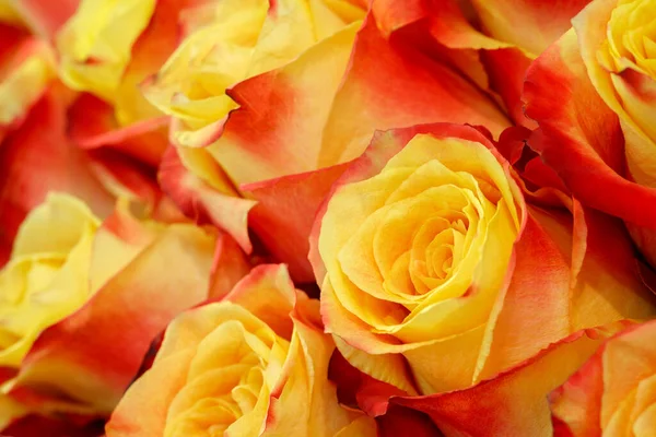 Natural red and yellow roses background
