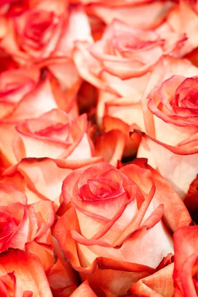 Natural red and pink roses background