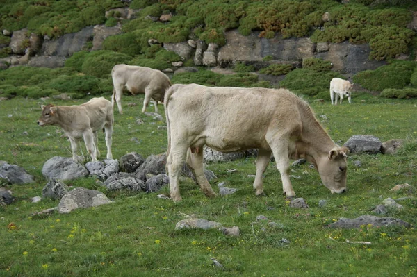 Pireneler 'deki Ordesa ve Monte Perdido doğal parkı. Huesca İspanya