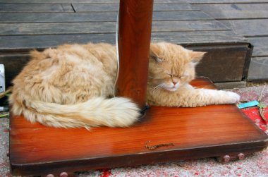 Kedi Mallorca 'nın sahil kasabasında uyuyor.