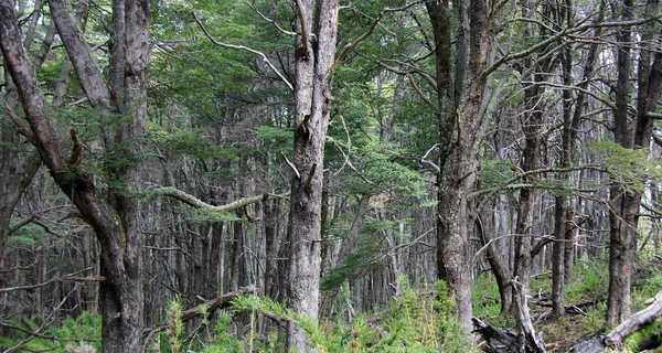 Περίχωρα του Μπαριλότσε. Εθνικό Πάρκο Nahuel Huapi. — Φωτογραφία Αρχείου