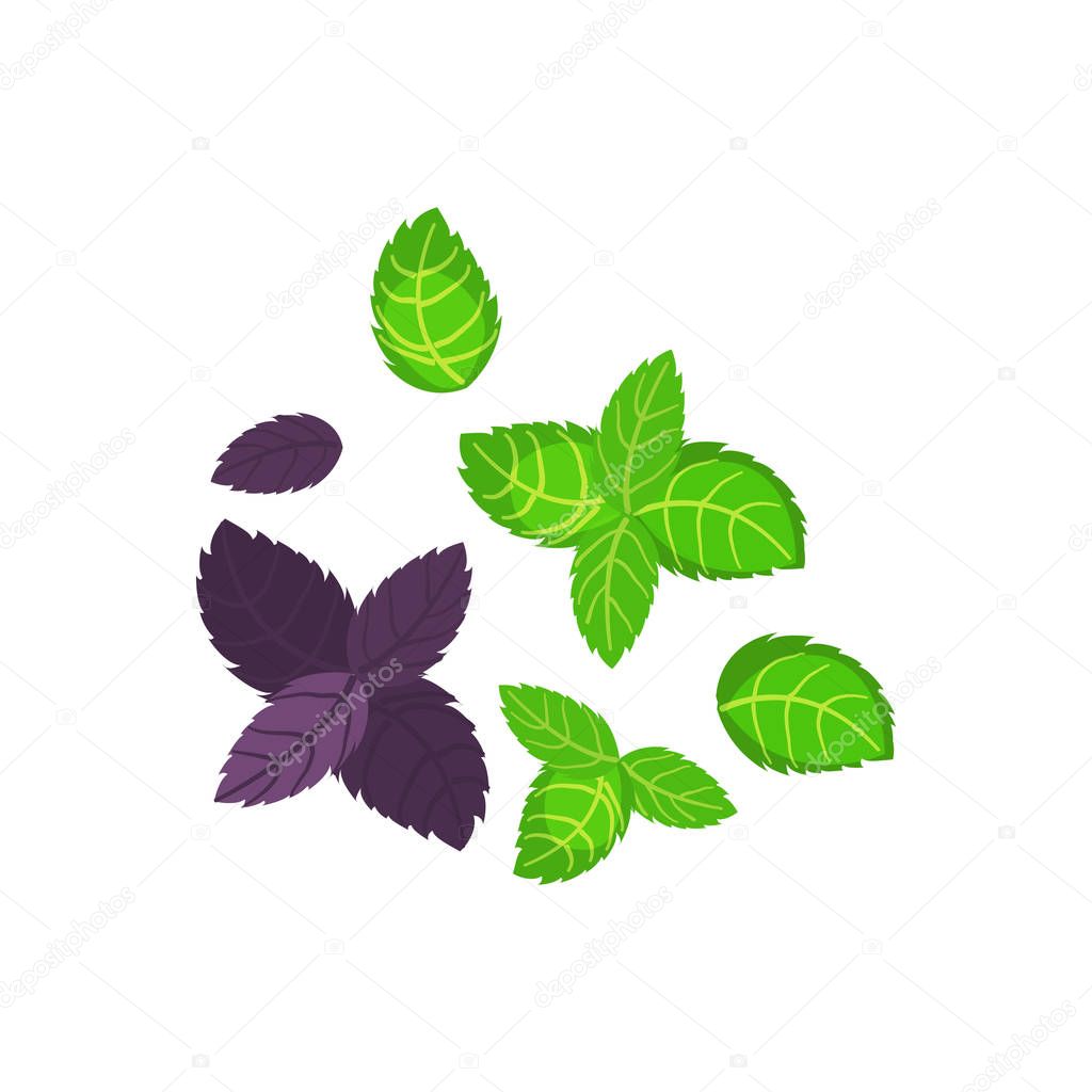 Fresh green or red basil leaves icon. Design element of eating for the menu, top view. Vector icon.