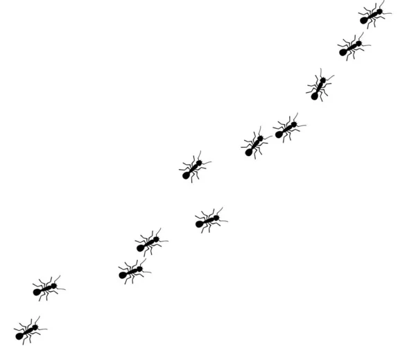Formiche operaie che marciano. Sfondo di formiche vettoriali. Concetto di gruppo . — Vettoriale Stock