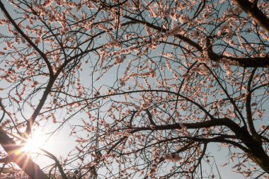Mavi gökyüzü arka planında açık pembe renkli kiraz çiçeği. Güneş zamanı ağaç modayı takip eder.