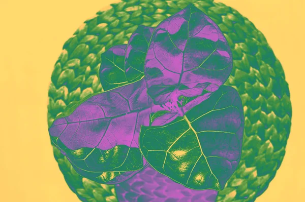 Yaratıcı incir çiçeği yeşili ve macenta renginde. Pastel sarı arka planda yuvarlak ahşap hasırda. Yakın plan tropikal bir tesis. Neon moda sanatı konsepti. Parlak renkli bir stil. Arkaplan fikri