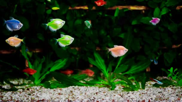 Färgglada aquarium, vackra fiskar som simmar i vattnet. — Stockvideo