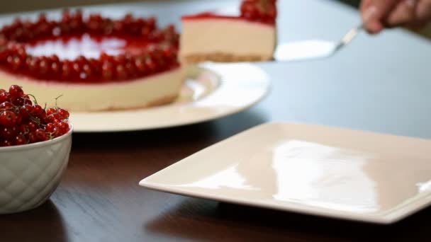 Mettere in un piatto bianco una fetta di cheesecake con ribes rosso — Video Stock