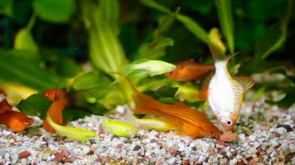 Nourrir Les Poissons Dans Aquarium — Video
