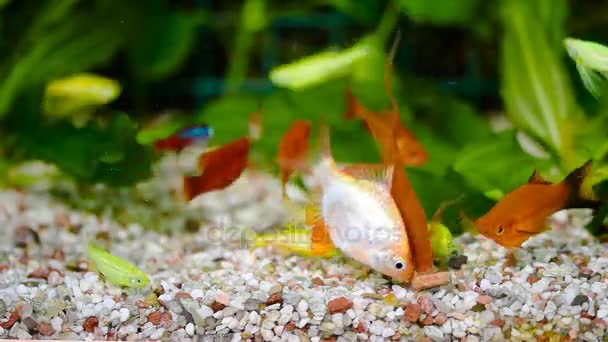 Nourrir Les Poissons Dans Aquarium — Video